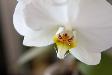 Phalaenopsis White orchid close up - colored flower core