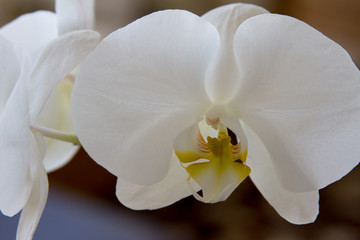 Plakat Profile White orchid Phalaenopsis - close up