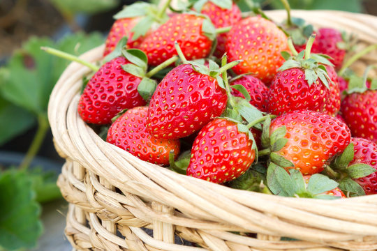 Fresh strawberry in bamboo basket with garden view. Favorite berry fruit. Hi vitamin and freshness. Garden view.