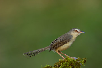 Plain Prinia (Prinia inornata) beautiful grey bird perching on mossy spot, exotic nature