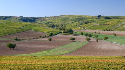 Fototapeta na wymiar Vineyard landscape in central France