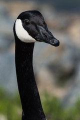 Canadian goose headshot with soft background