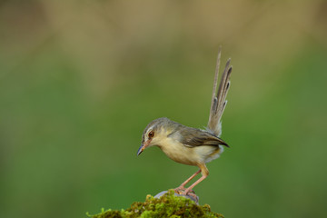 Plain Prinia (Prinia inornata) beautiful pale brown to grey bird with long tail perching on mossy spot over green blur background looking for worm meal