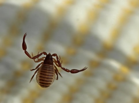B&uuml;cherskorpion (Chelifer cancroides)