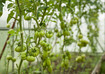Harvest of fresh organic tomatoes in greenhouse on a sunny day.Picking Tomatoes.Vegetable Growing. Gardening concept