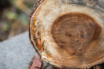 Wood texture of cut tree