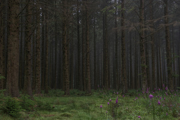 Bellever coniferous plantation, Dartmoor