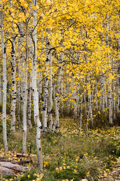 Quaking Aspen