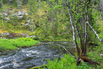 Fototapeta na wymiar River flow in the green forest