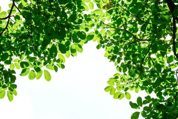 Green leaf isolated on white background