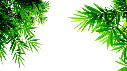 Naklejka na ściany i meble green bamboo leaves isolated on white background