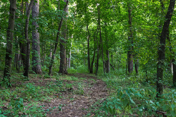 Fototapeta na wymiar A path in forest