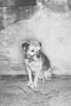 Black and white portrait of little dog