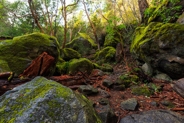 Moss covers the rocks in the forests of Oregon