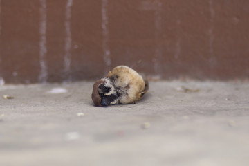 Obraz premium sparrow die on the ground