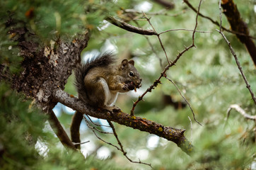 Squirrel II