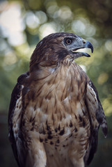 red tail hawk