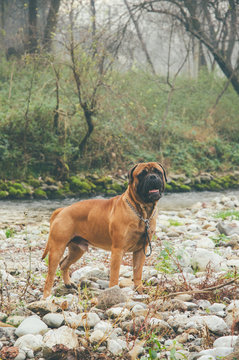 Adult bull mastiff in the forest