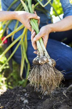 Earthbound Farm Organic Green Garlic