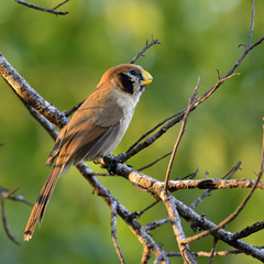 Spot-breasted parrotbill (paradoxornis guttaticollis) beautiful brown bird perching on mess tree branch with soft sunshile over it's back