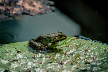 La grenouille verte