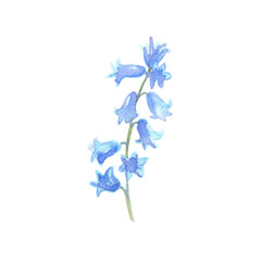 Watercolor blue flowers floral branch bluebell 