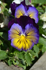 Pansy