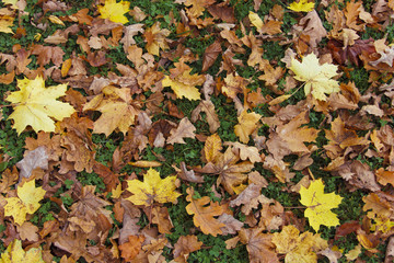 Fall. Autumn foliage. Park in the fall.