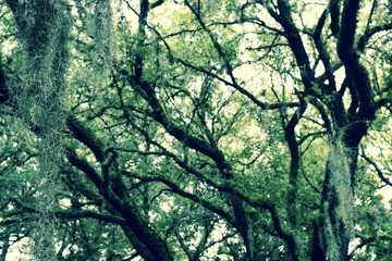 Old southern trees in the warm October month