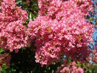Obraz premium flowers