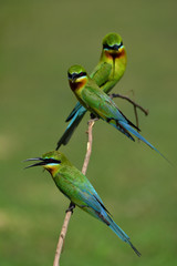 Three some of Blue-tailed bee-eater (Merops philippinus) beautiful green birds with blue tails perching on the stick over blur green background