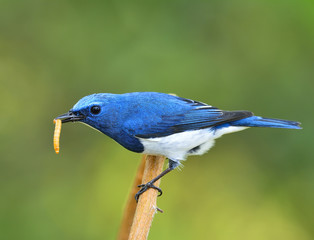 Ultamarine Flycatcher (superciliaris ficedula) a beautiful blue  bird taking worm bait while on the branch over far green background in the nature, fascinated creature