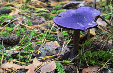 Mushrooms in the wood