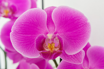 Fototapeta na wymiar Orchidee Nahaufnahme 
