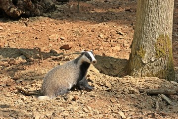 Junger weiblicher Dachs (Meles meles) im Wald © Schmutzler-Schaub