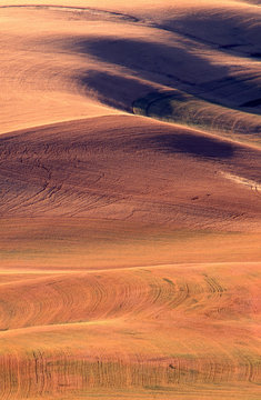 wheat field (Triticum sp.) agriculture in the palouse prairie in eastern washington