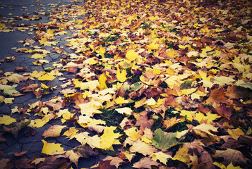 autumn maple leaves in a park