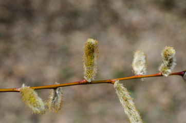 Fototapeta premium Branch of pussywillow (Salix caprea) on spring