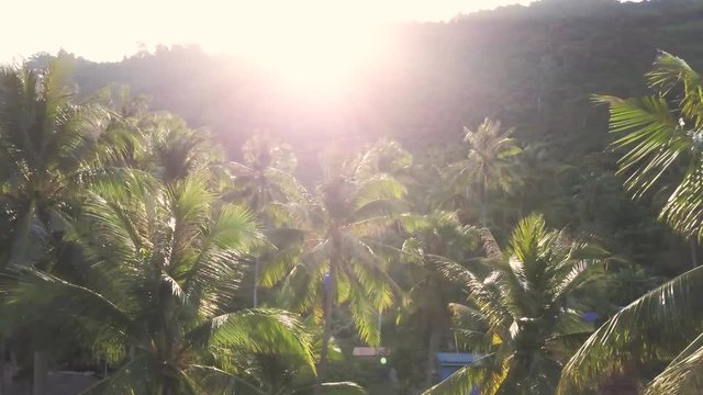 Aerial sunrise views of Koh Tonsay, Rabbit Island Cambodia which is a quintessential southeast asian island, from the altitude of the top of the swaying palm trees.