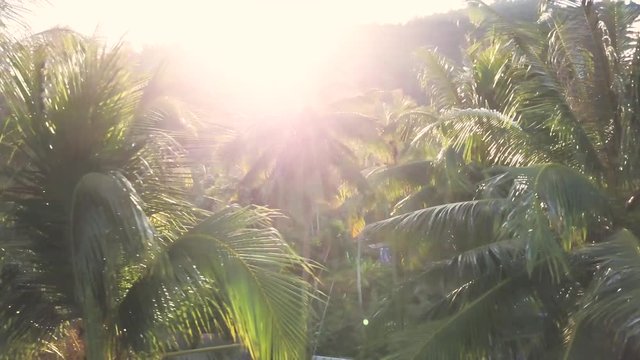 Aerial camera looking into the sun as it sparkles through the palm trees while tracking from right to left in a quintessential dolly movement.