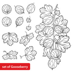 Vector set with outline Gooseberry. Branch with berry and leaves in black isolated on white background. Drawing of Gooseberry fruit in contour style for summer design and coloring book.