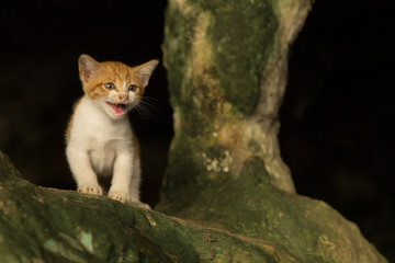 Katze in buddhistischem Tempel