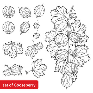 Vector set with outline Gooseberry. Branch with berry and leaves in black isolated on white background. Drawing of Gooseberry fruit in contour style for summer design and coloring book.