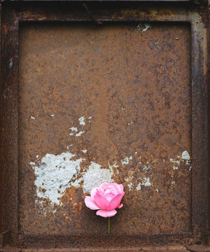 Pink rose against rusty metal backgroung