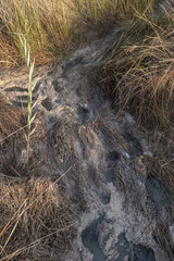 Footfall on a mud road