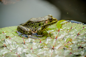 La grenouille verte