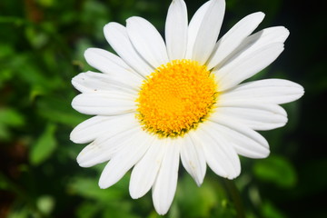 Obraz premium Flower in all of its glory that is nature