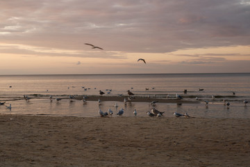 seagulls flying over beach at sunset