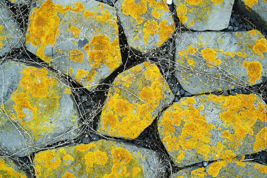 Weeds and mosses on grey boulders
