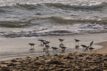 View of the gray plover on the beach